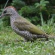 Pic vert juvénile dans un jardin